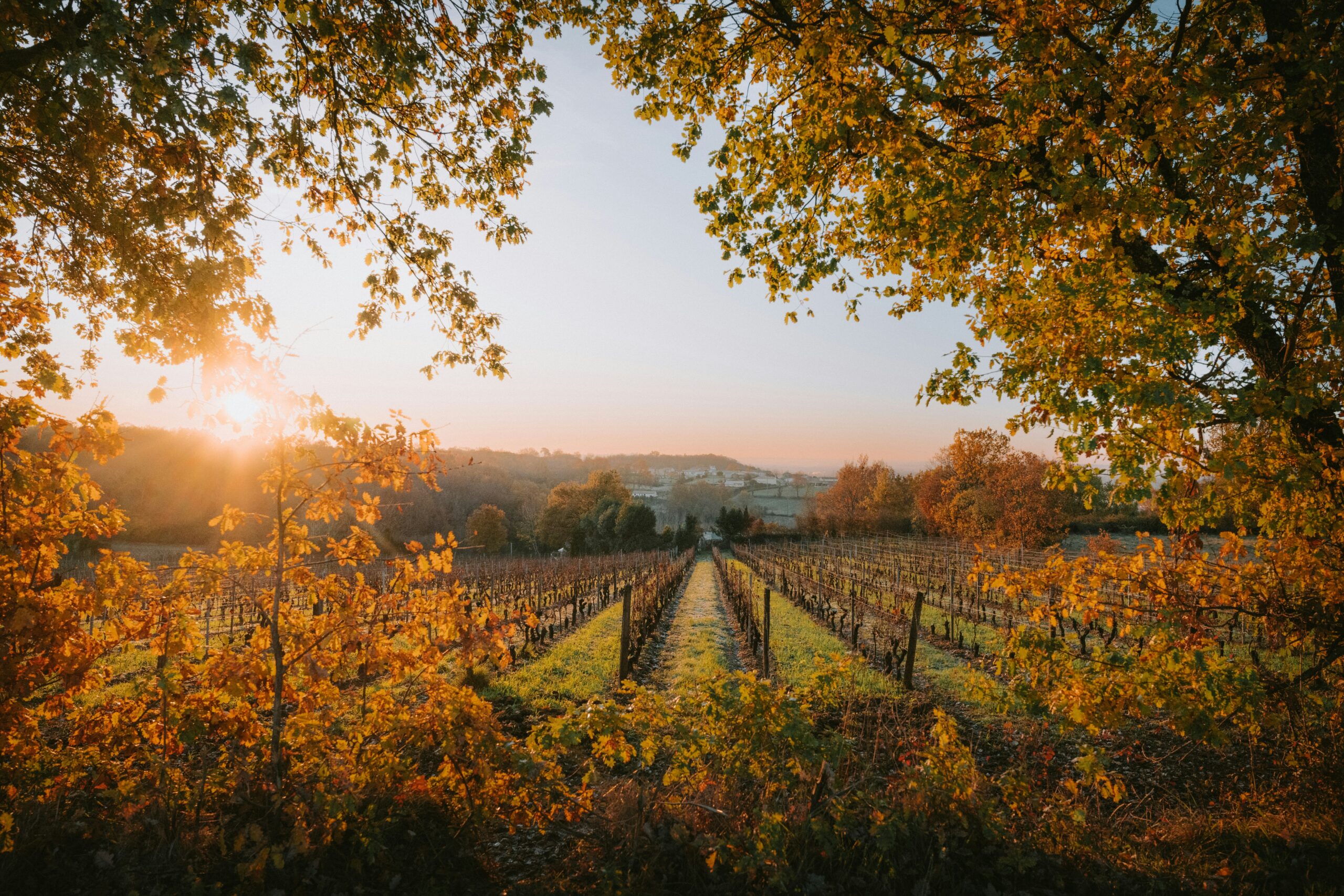 Rows of vines in an autumn Cognac vineyard, framed by the branches and leaves of centuries-old trees, glowing under a warm sunset.