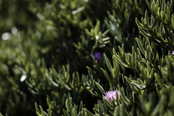 Charente food delicacies such as vibrant salcornia served at Chateau Charente creative retreats.