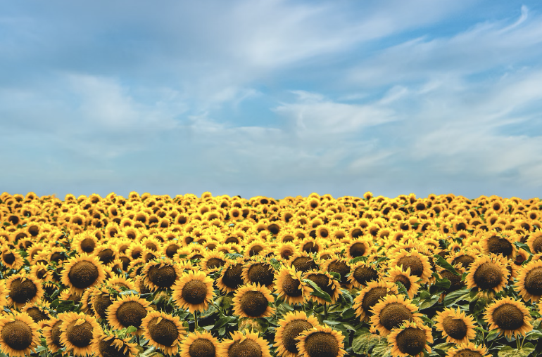 French sunflower fields near Chateau Charente - the perfect destination for art retreats.